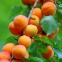 Abrikosas (Prunus) 'Somo' IŠPARDUOTA